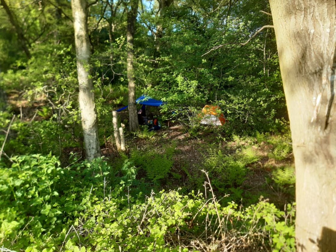 Camp site in Wudu Wood