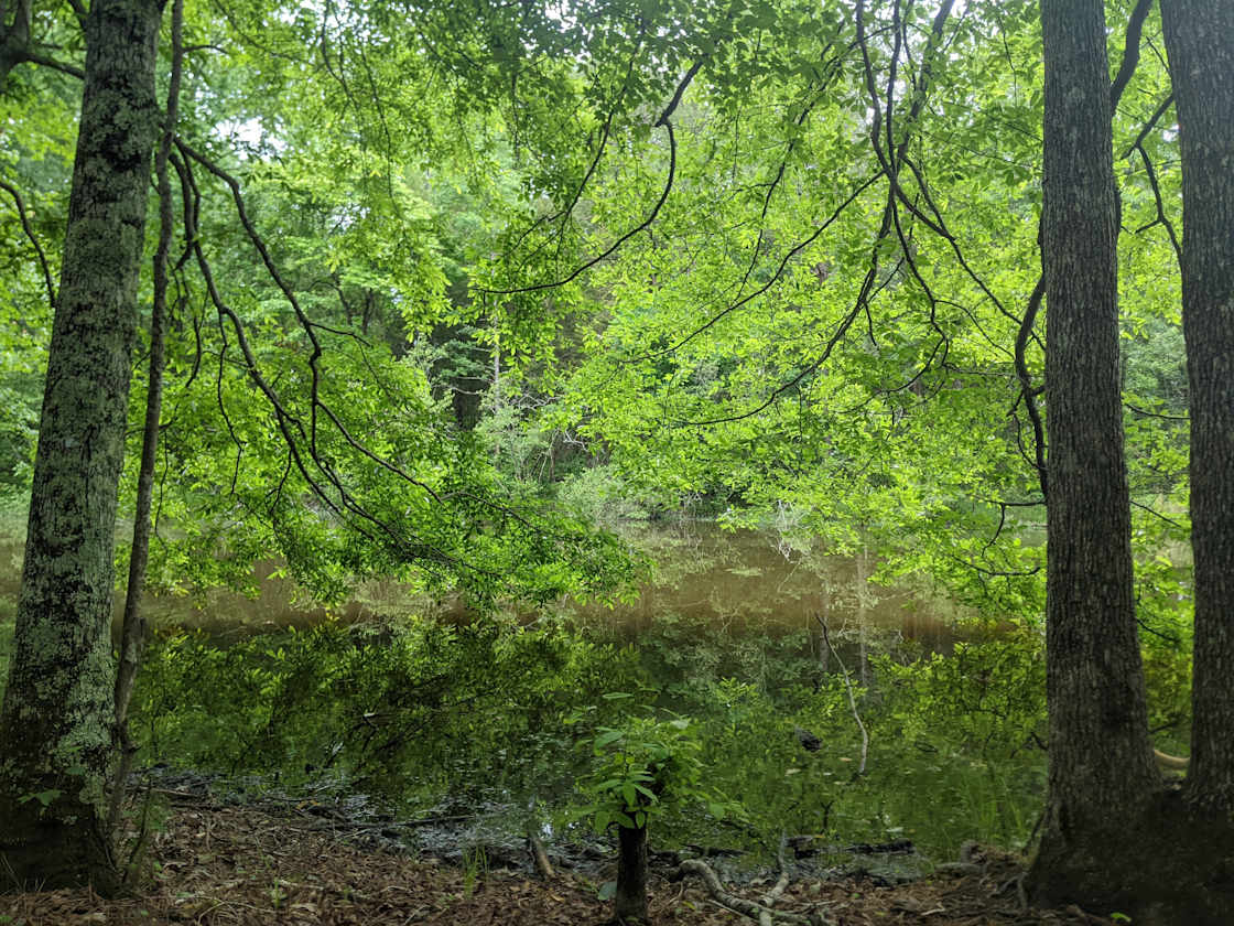 Blackgums along the pond edge, close to campsite