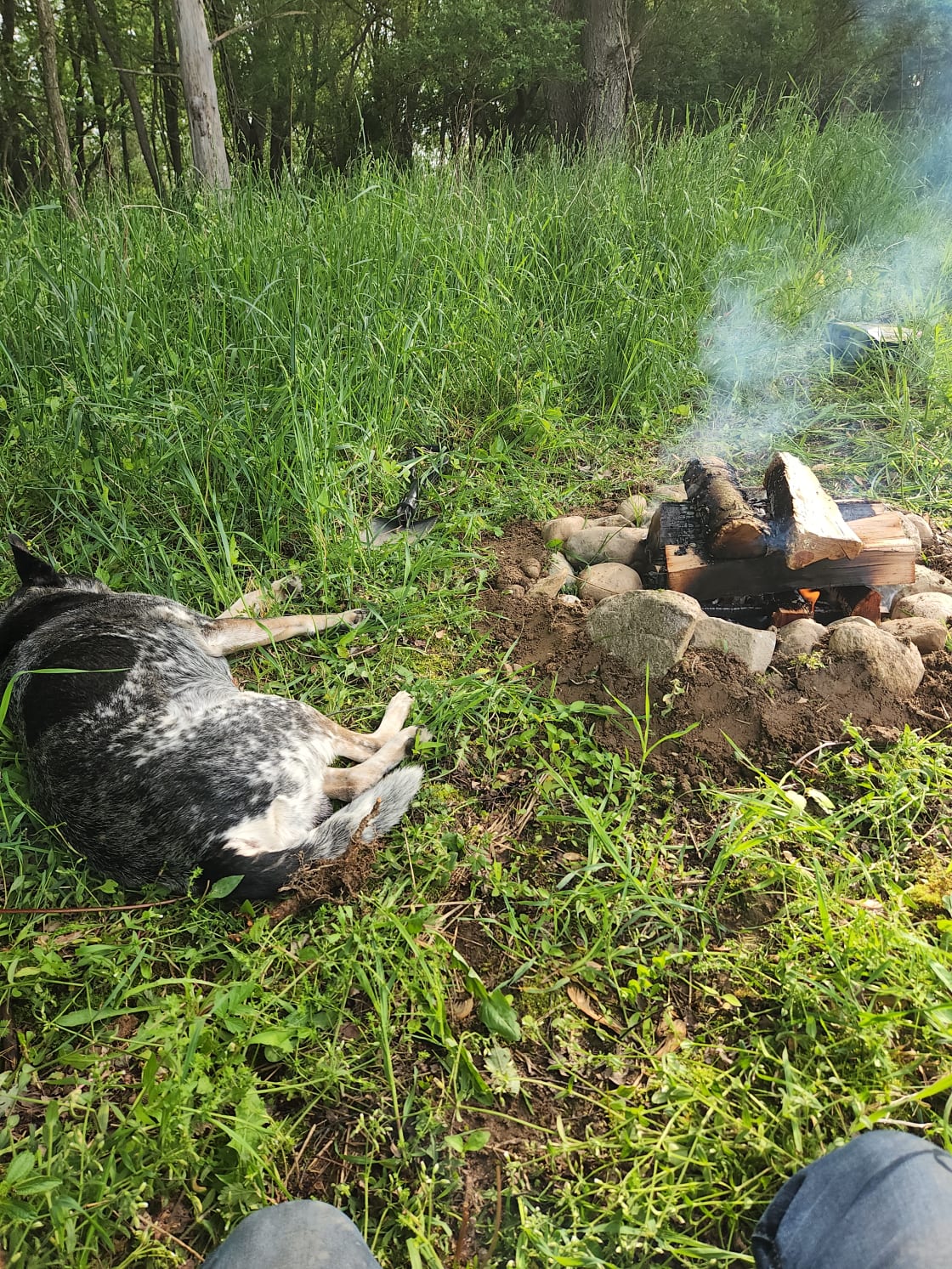 Cujo enjoying the warm fire. 
