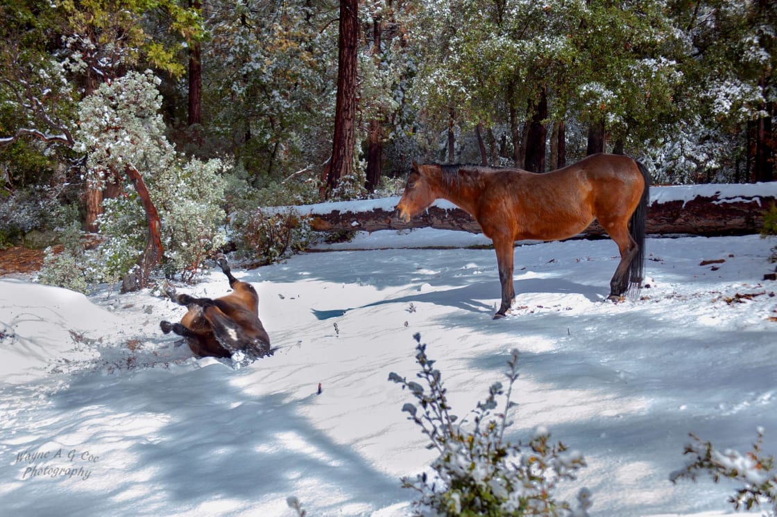 Our horses can teach you how to make a snow angel if you visit in winter...
