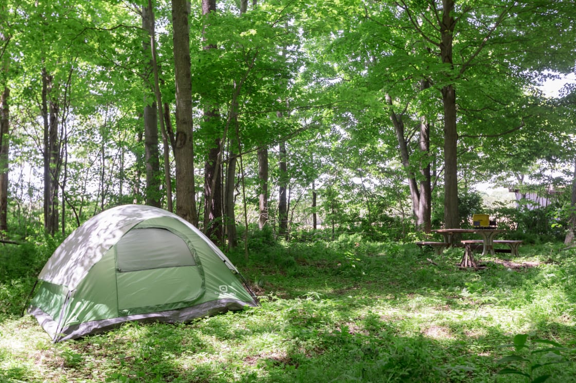 This is another site located at the entrance to the forest. It can easily hold 2-3 tents. 