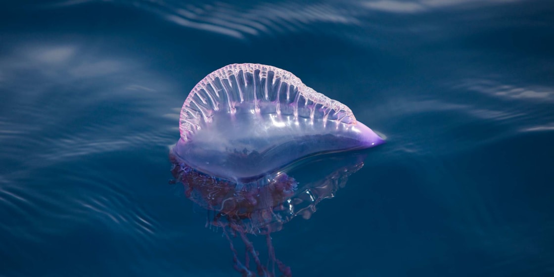 We saw one Portuguese Man O War wash up at beach on Edisto Island.
This picture was downloaded from internet but it looked exactly like this one.