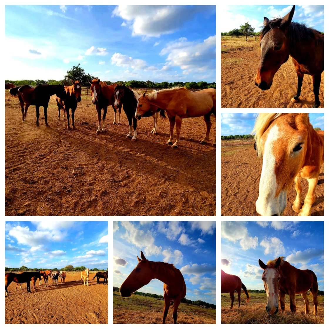 KW Equine Sanctuary and Ranch