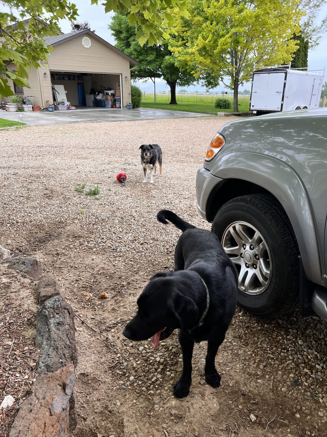 These are the two dogs on the property that are friendly.
