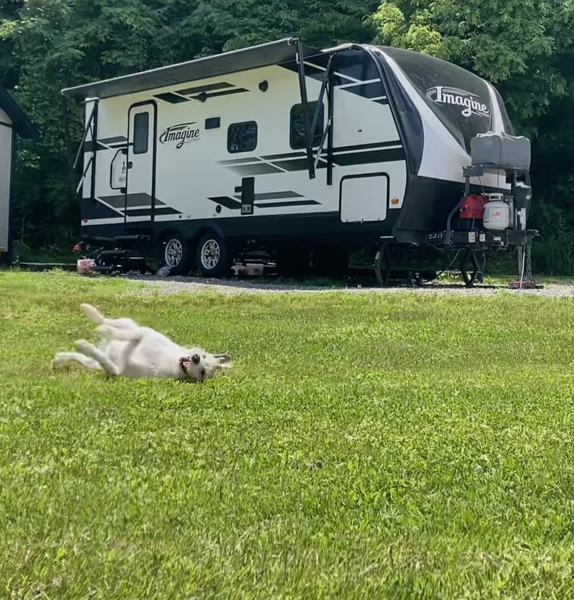 Just a happy dog in love with our campsite at Creekside