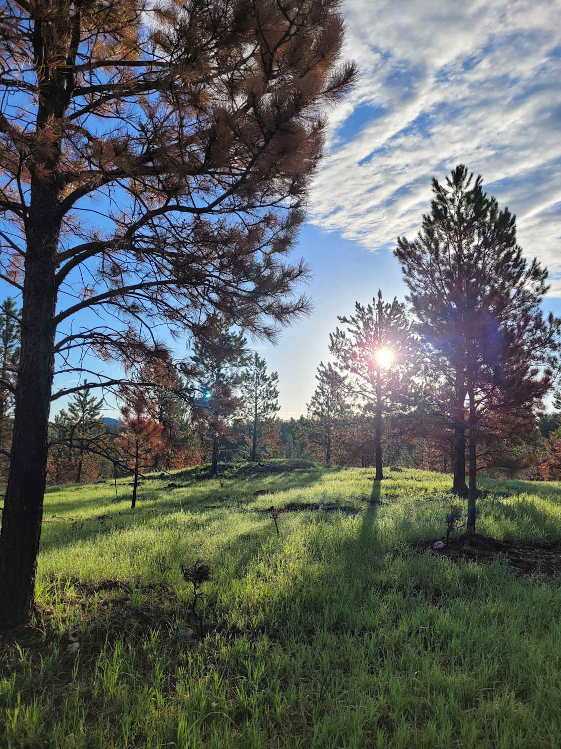 Tent camping near a pine forest