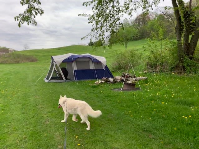Campsite #3 showing hills in background and our dog Heidi a White Siberian Husky.