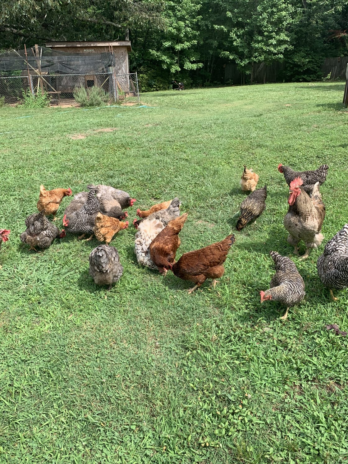 Chickens enjoying treats