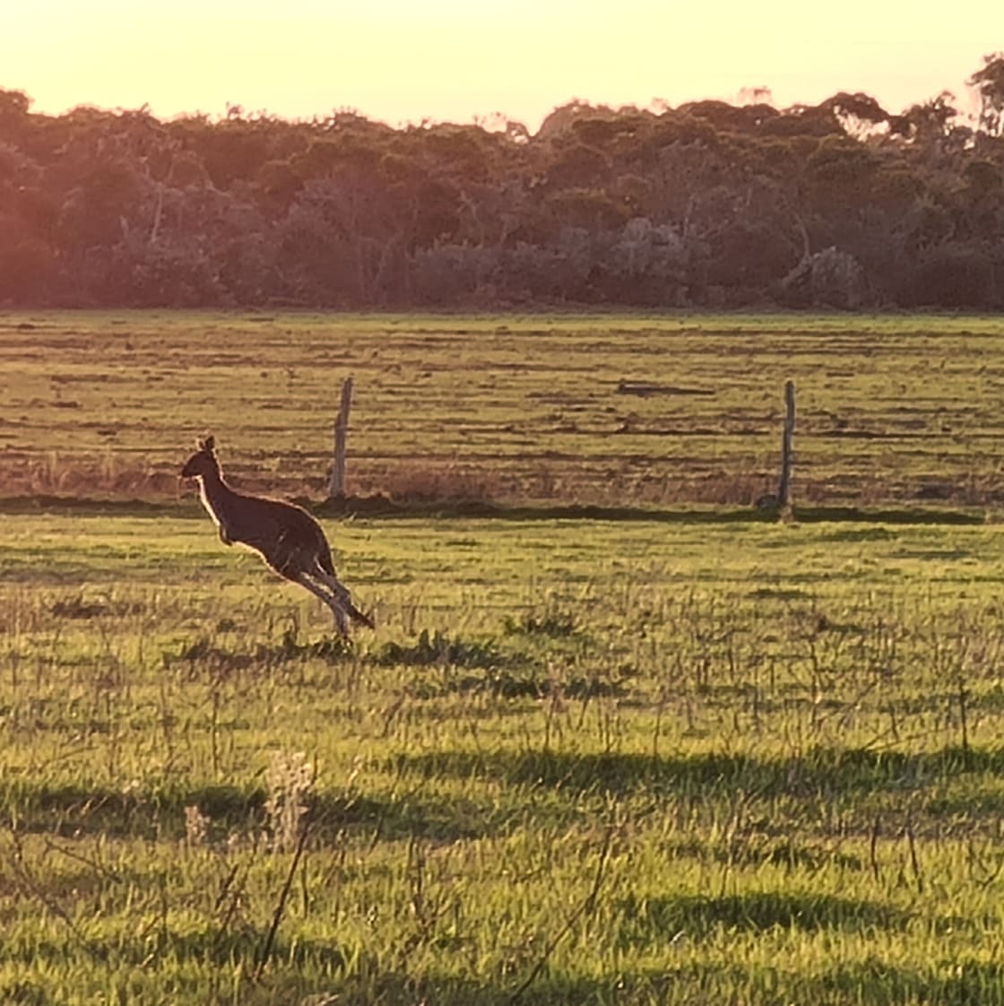 Kangaroo in the top paddock. 