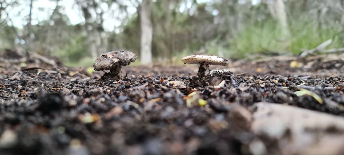 Fungi erupting out of the ground