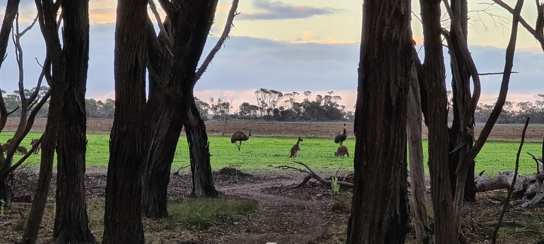 Wild emus and kangaroos in the top paddock 