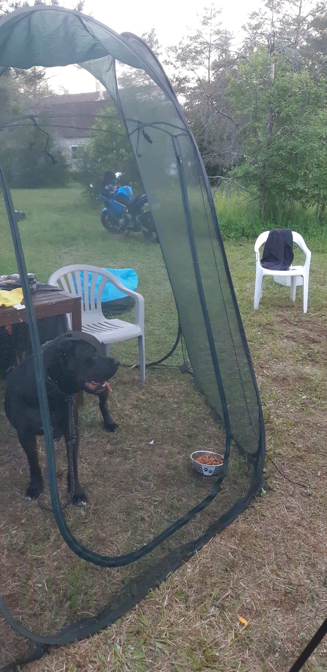 My dog enjoying the mosquito tent 