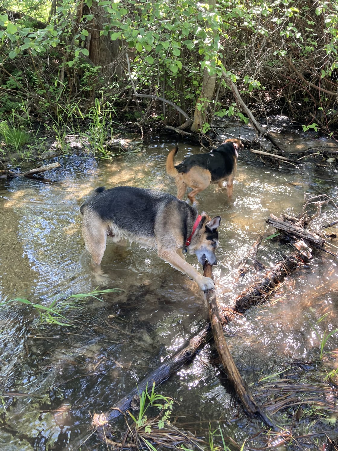 Just a short walk out of the ranch entrance, we found access to this creek for the dogs to play!