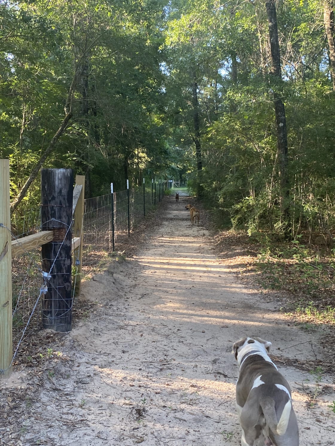 Property is 100% fenced.  Do watch your pup (leash preferred).  Ours always finding high spots in the fence to allow them an occasional freedom run! 