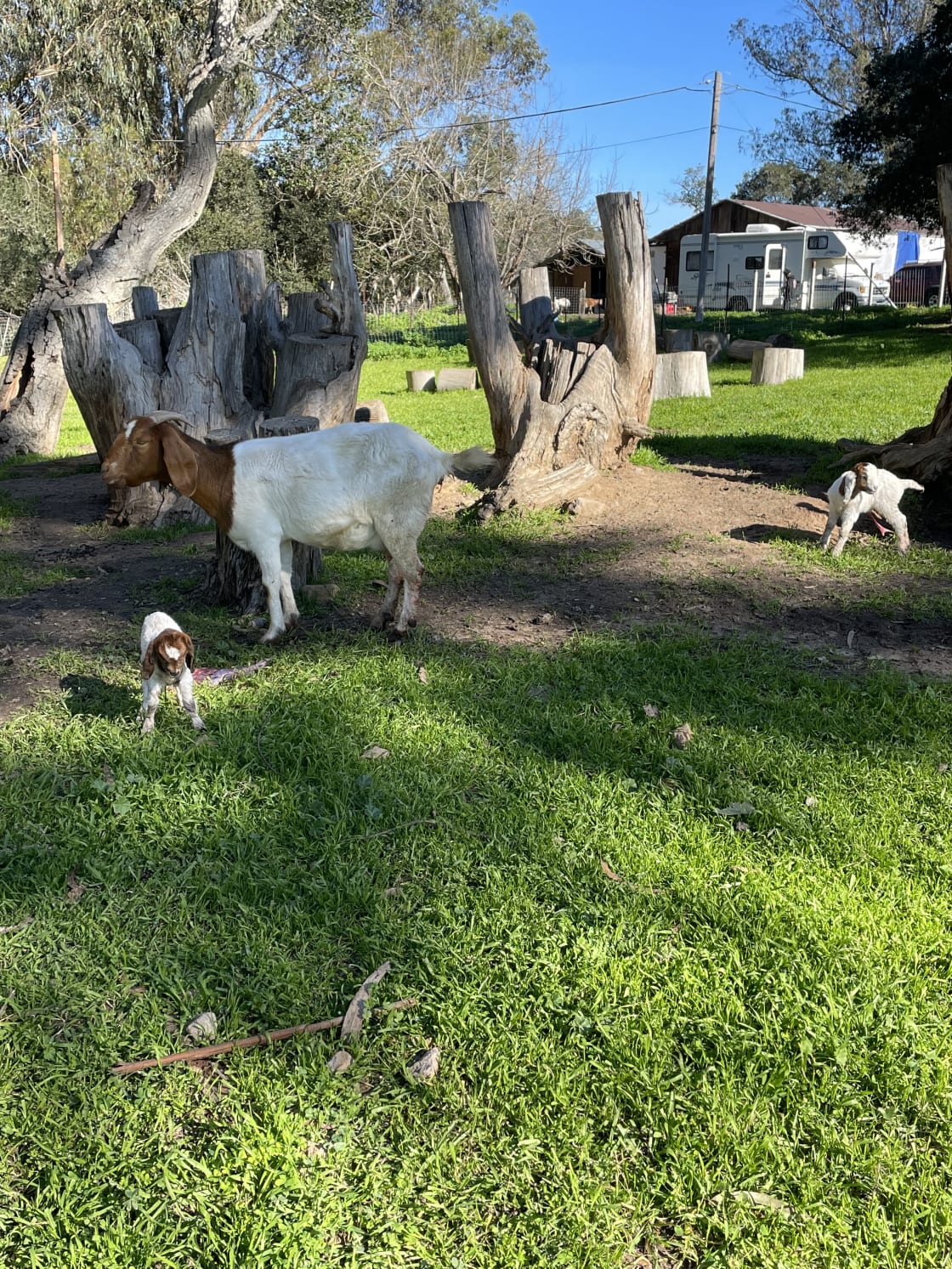 Goats again. Lots of goats here. 