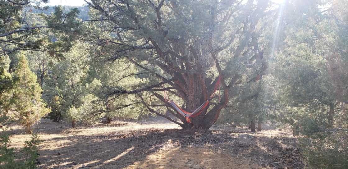 Two-person hammock under Great Tree