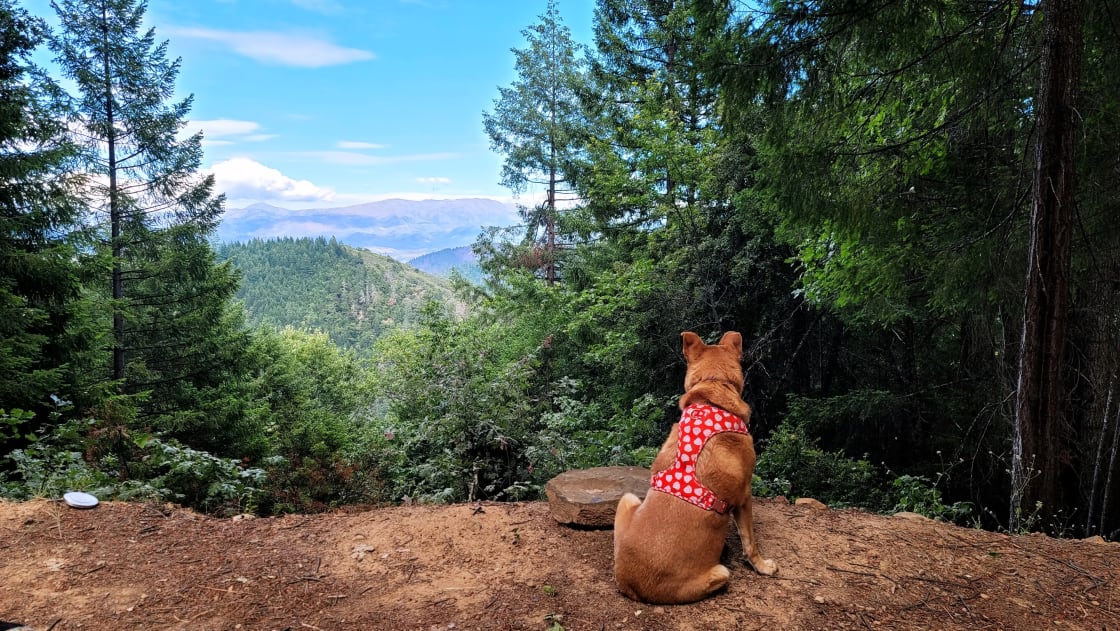 Biscuit enjoys the view