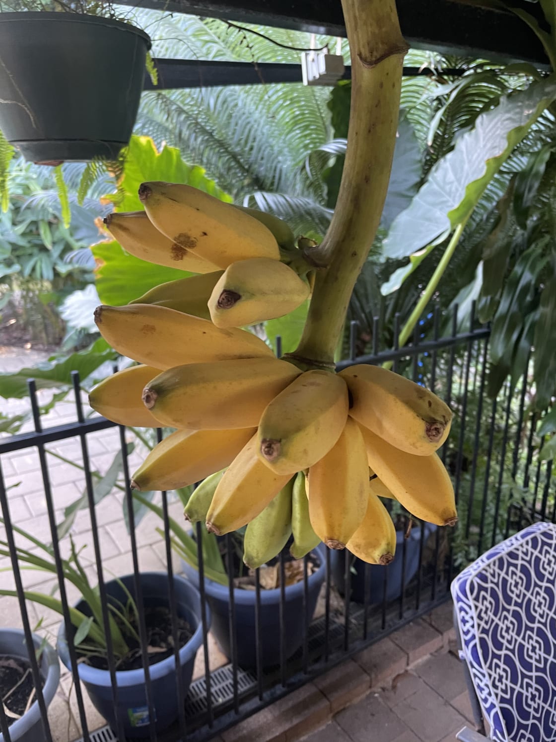 Home grown organic bananas 