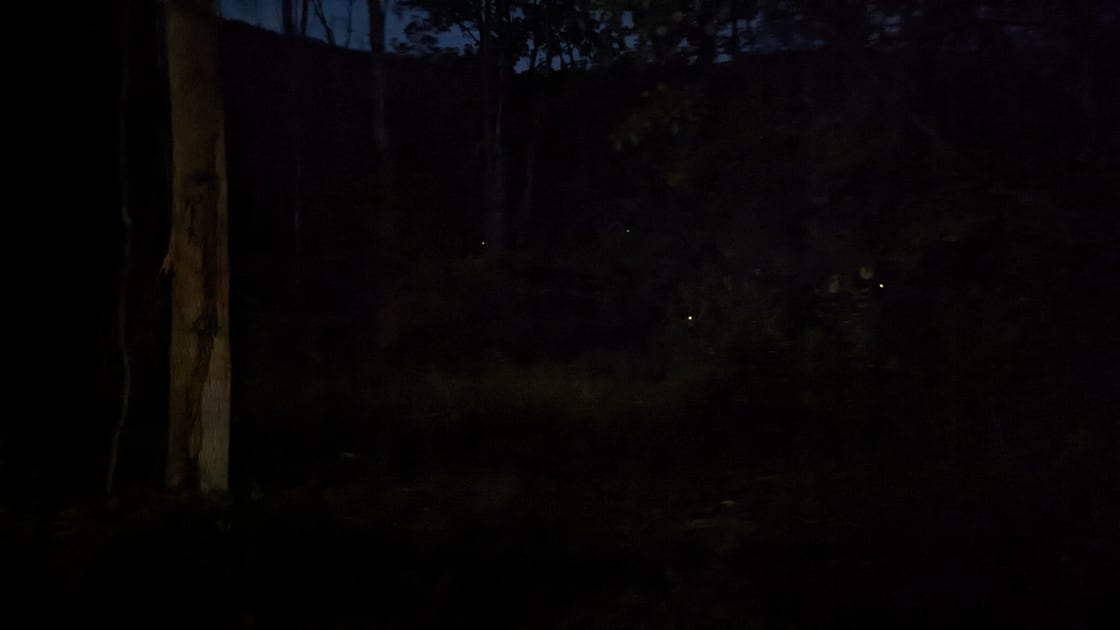 Nightime.  The little spots of light are fireflies.