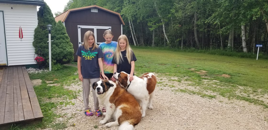 Our girls made new friends with owner's daughter and their friendly pups
