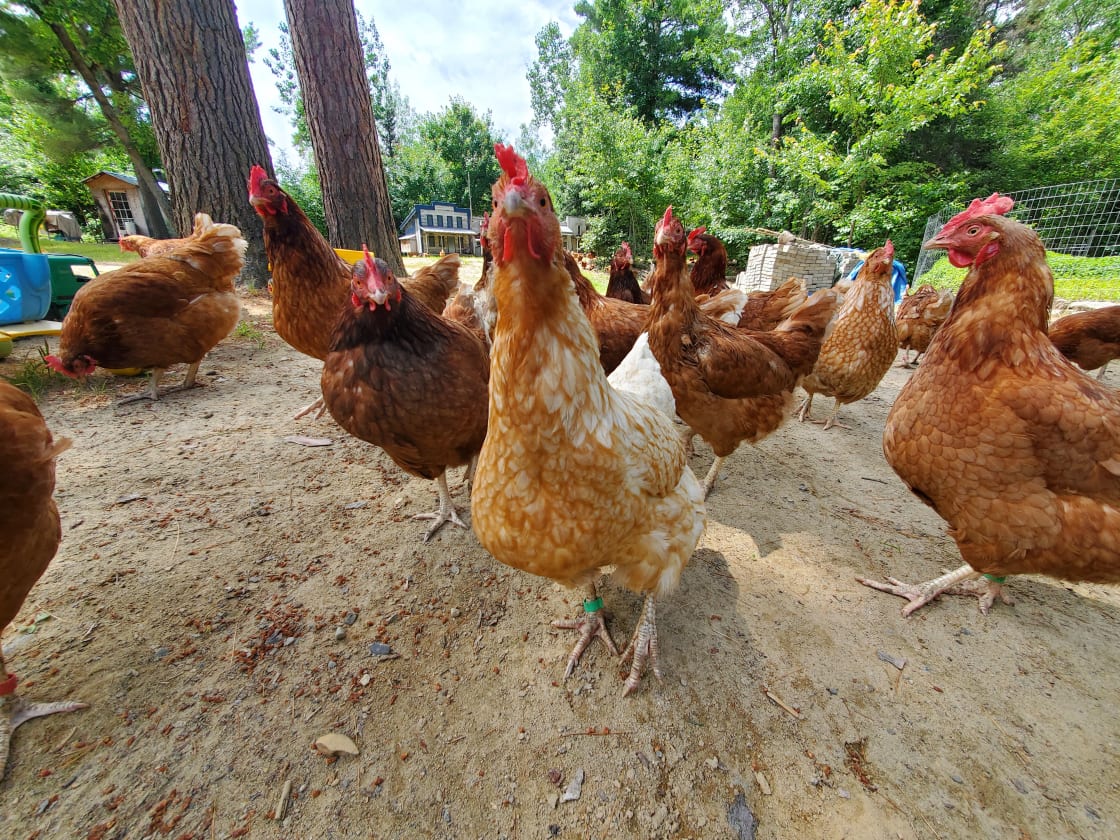 Don't be surprised if a free range chicken is found moving around the grounds!