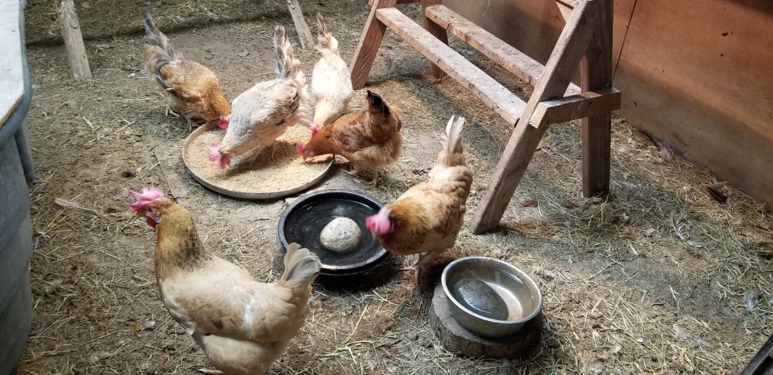 Breakfast in the hen house, all you can eat buffet.