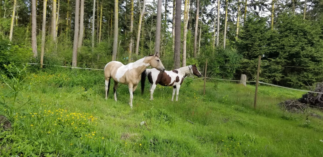Horses on the farm pasture. Horses are not in Cowboy Camp or camping areas while campers are present
