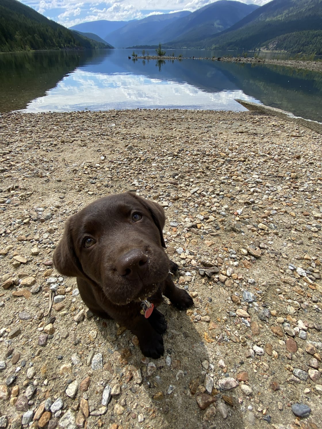 The Kootenay Lake waterfront is dog friendly