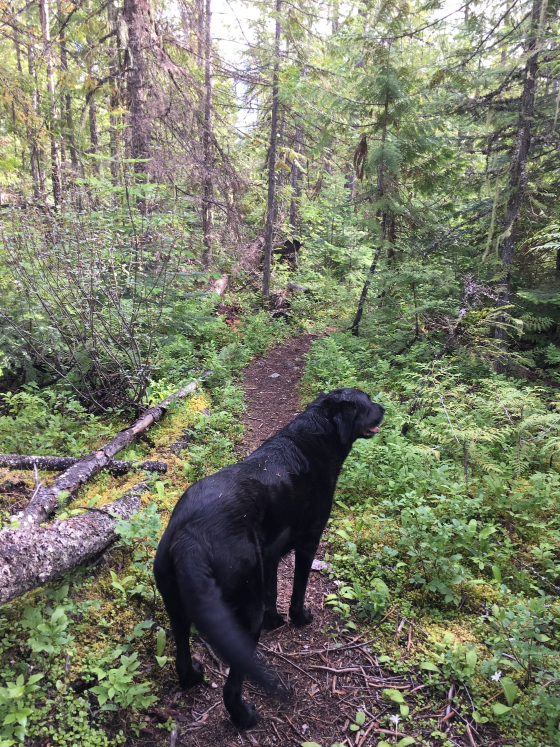 Dog friendly trails all close by