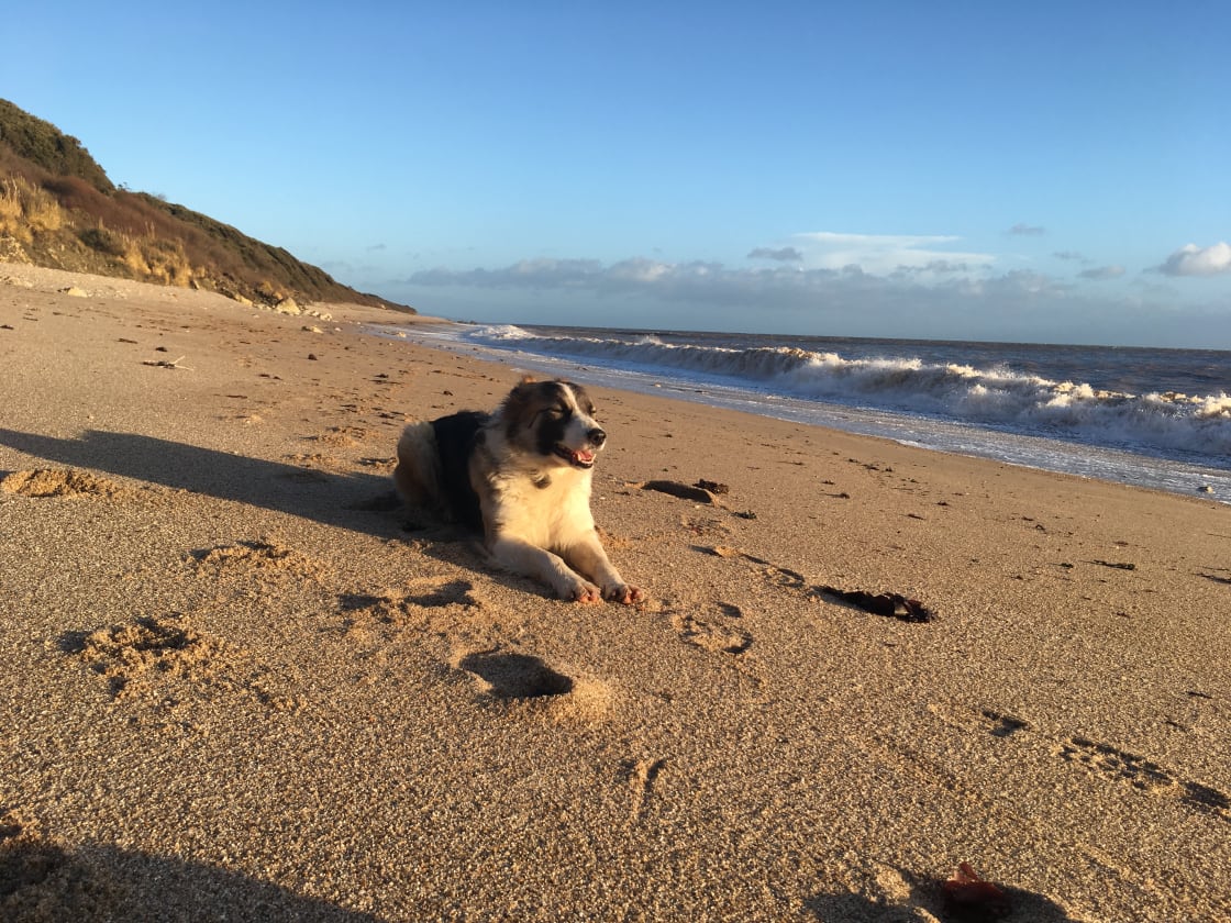 Aggie on the beach