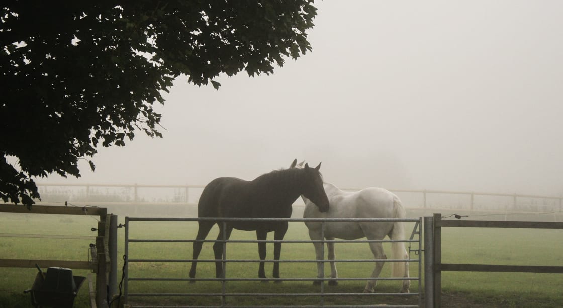 Early morning with the horses