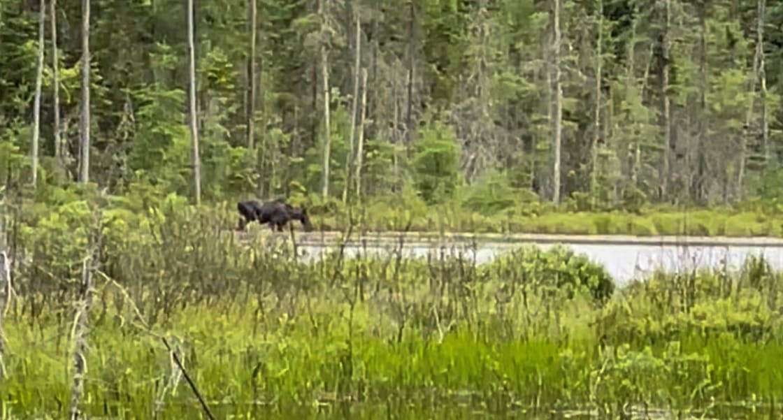 See moose grazing in the nearby swamps
