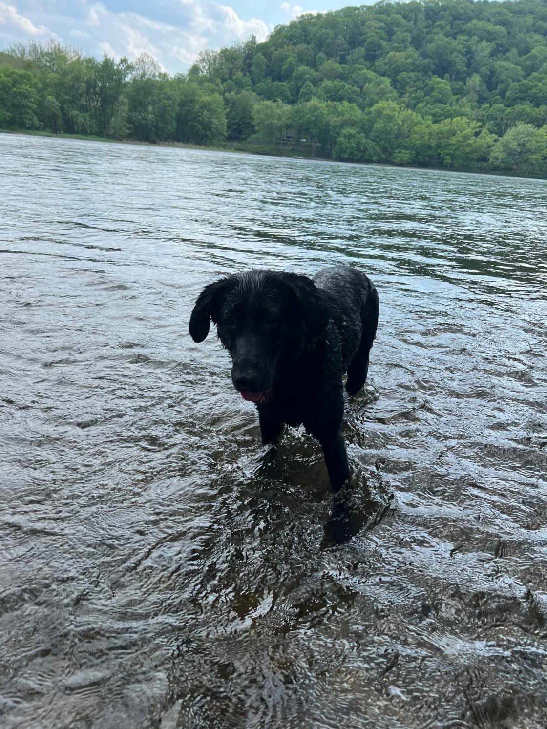 Our pup loves swimming and playing fetch in the Allegheny!