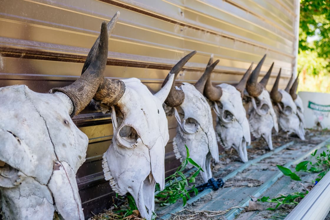 Buffalo Skulls outside shop