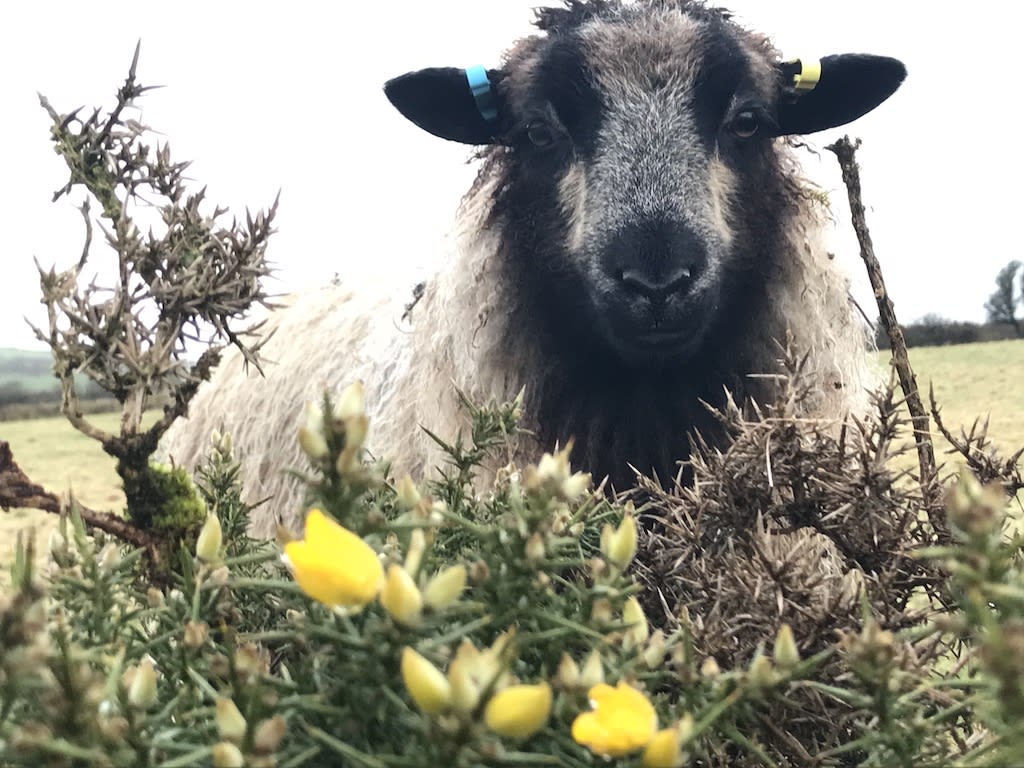Meet our very friendly shetland sheep