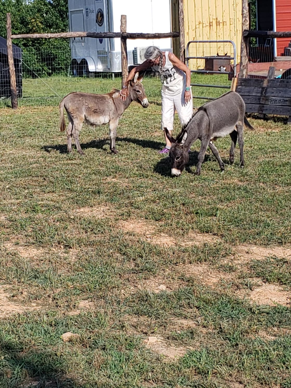 Honah Lee Farms just welcomed our two new hosts, miniature donkeys Midnight Sky and Tilion Moon.  Donkeys are very social creatures and love visitors.