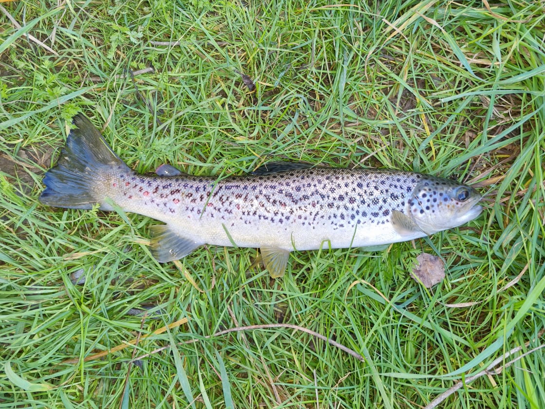 One of the trout caught in July
