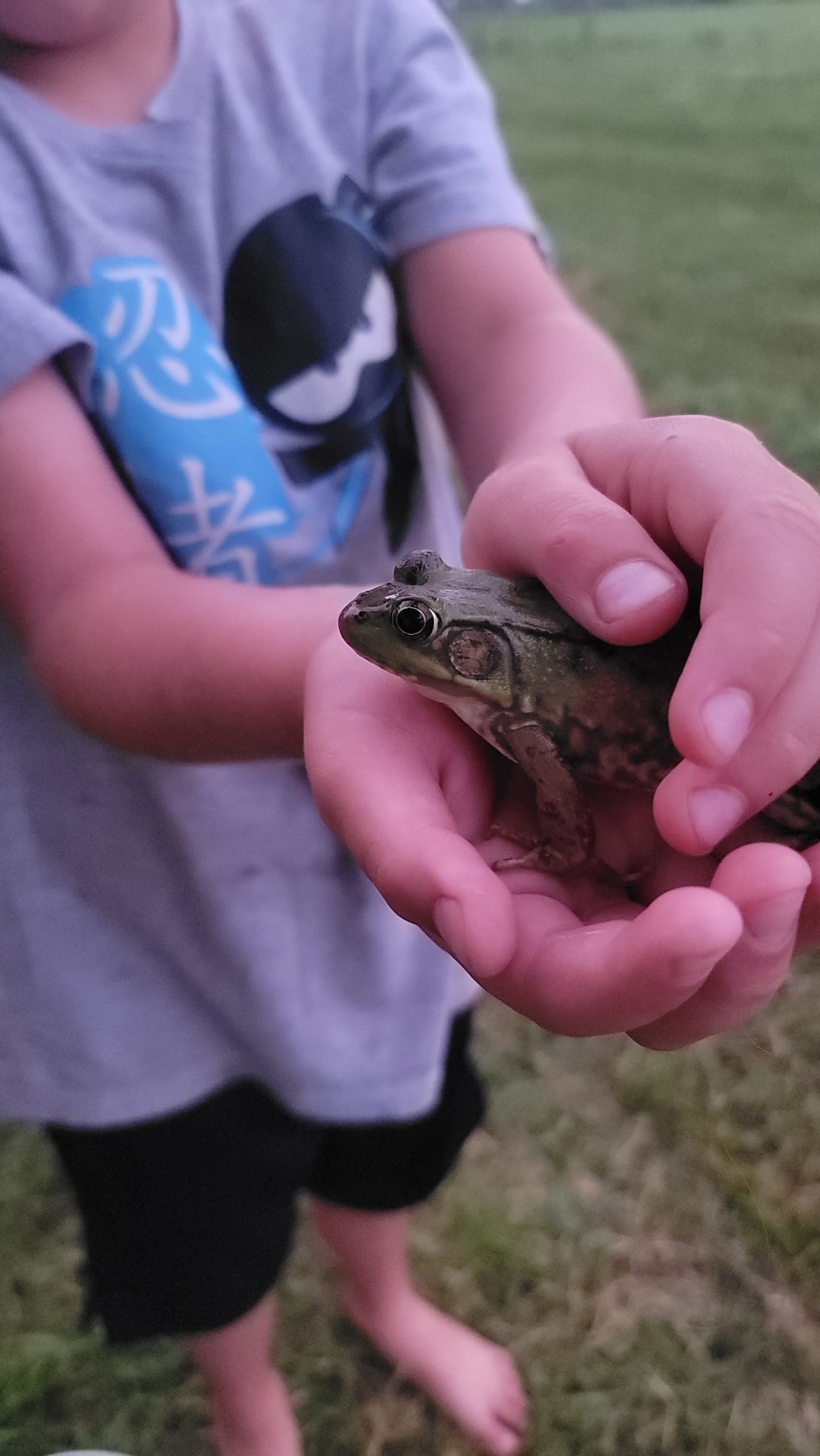 My son found a frog!
