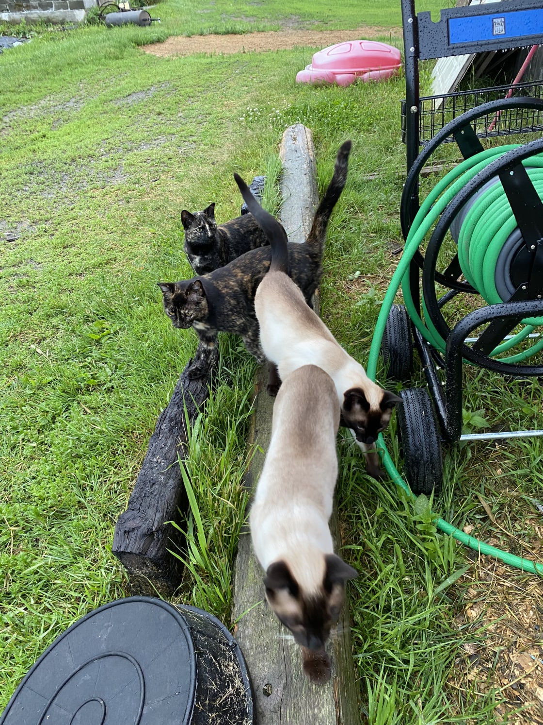 Mama cat and her 3 kids; Jake, Boyle, and Rosa.  Resident barn cats.