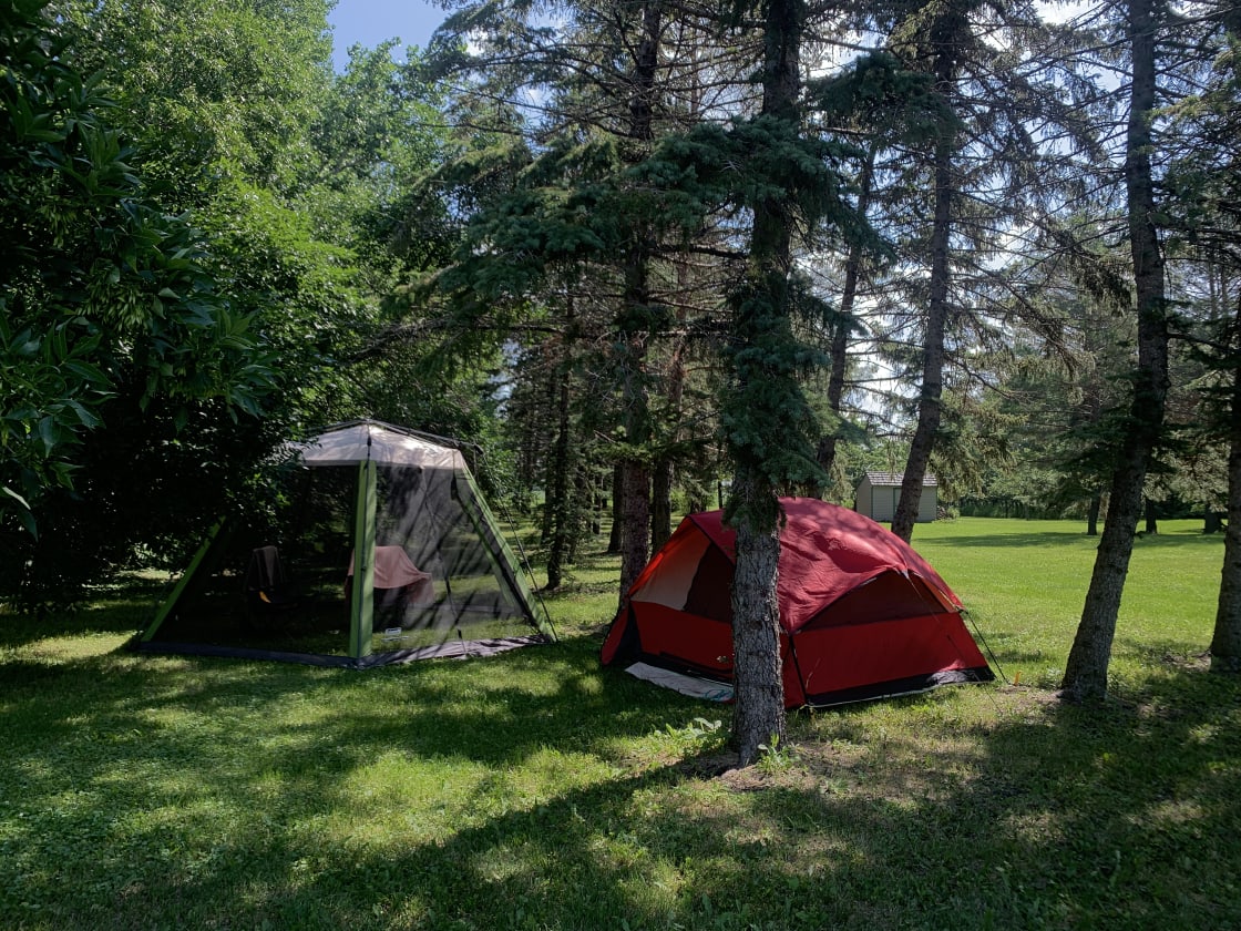 Campsite in the pine trees. 