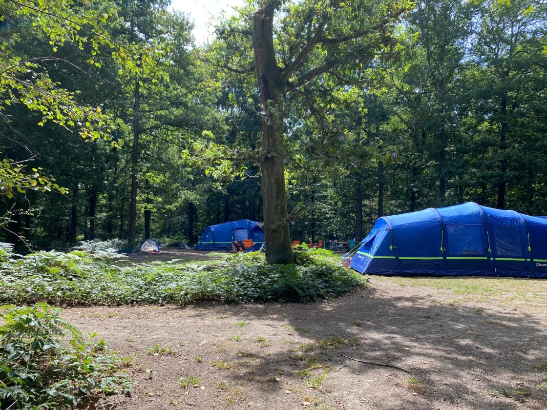 Camping glade under the trees at Fox Wood