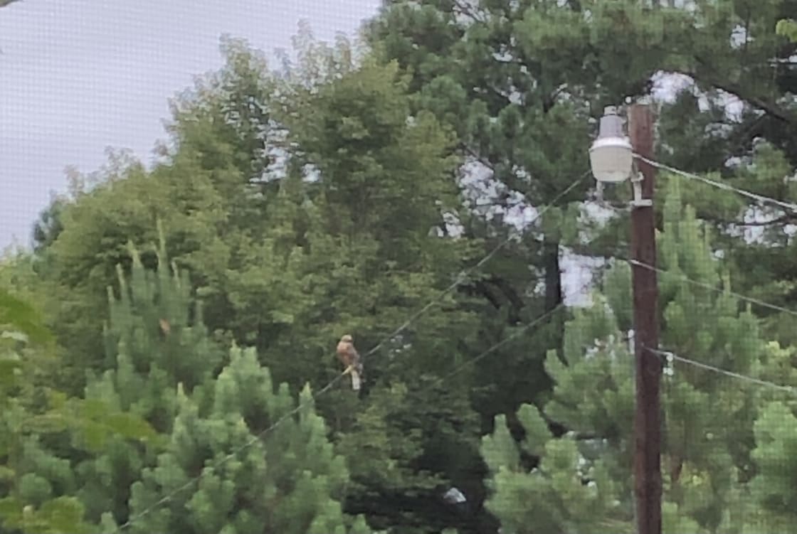 Red shouldered hawk on power line