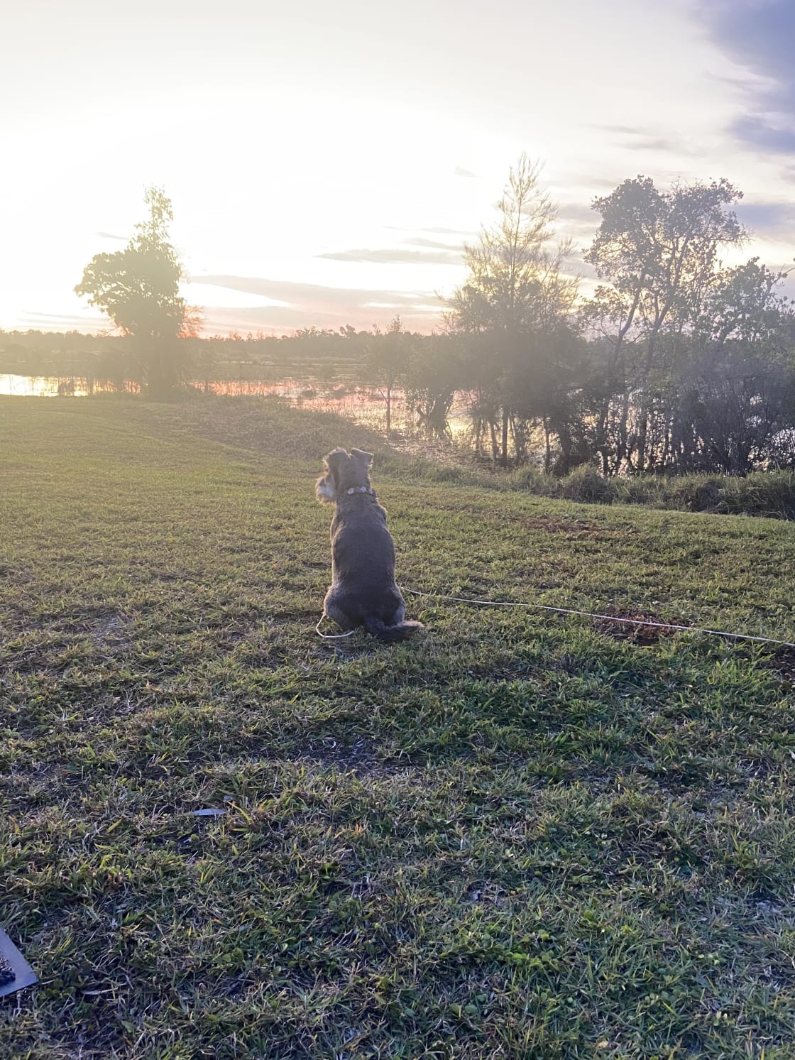 Harlow enjoying the sunset 