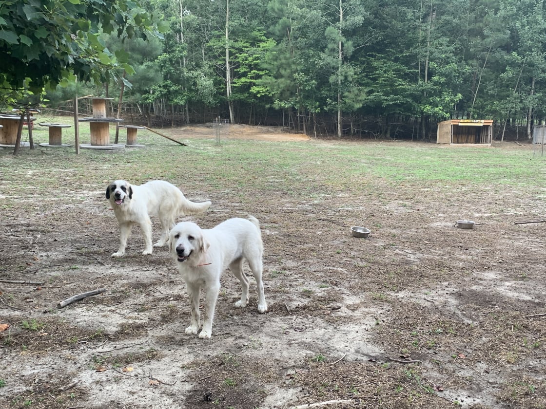 Our fiercely friendly livestock guardian dogs… Kali & Dharma. 