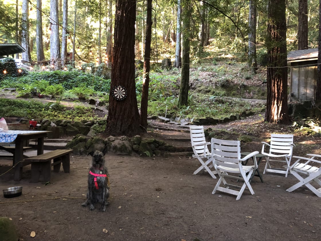 Redwood Retreat: Camping & Cooking
