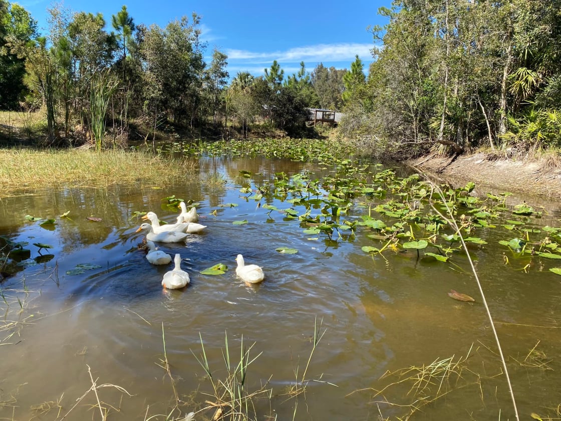 The White Pekin ducks love swimming in the back pond.