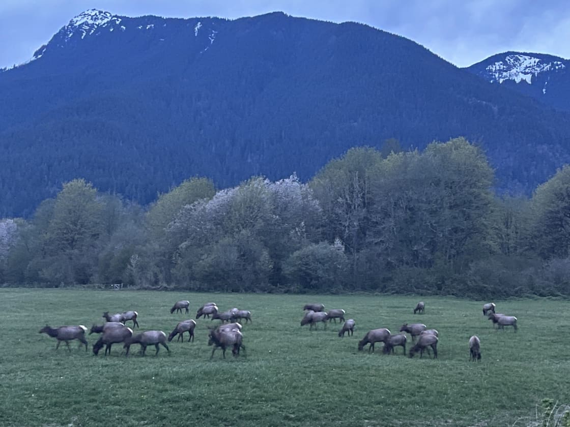 elk visiting the pasture