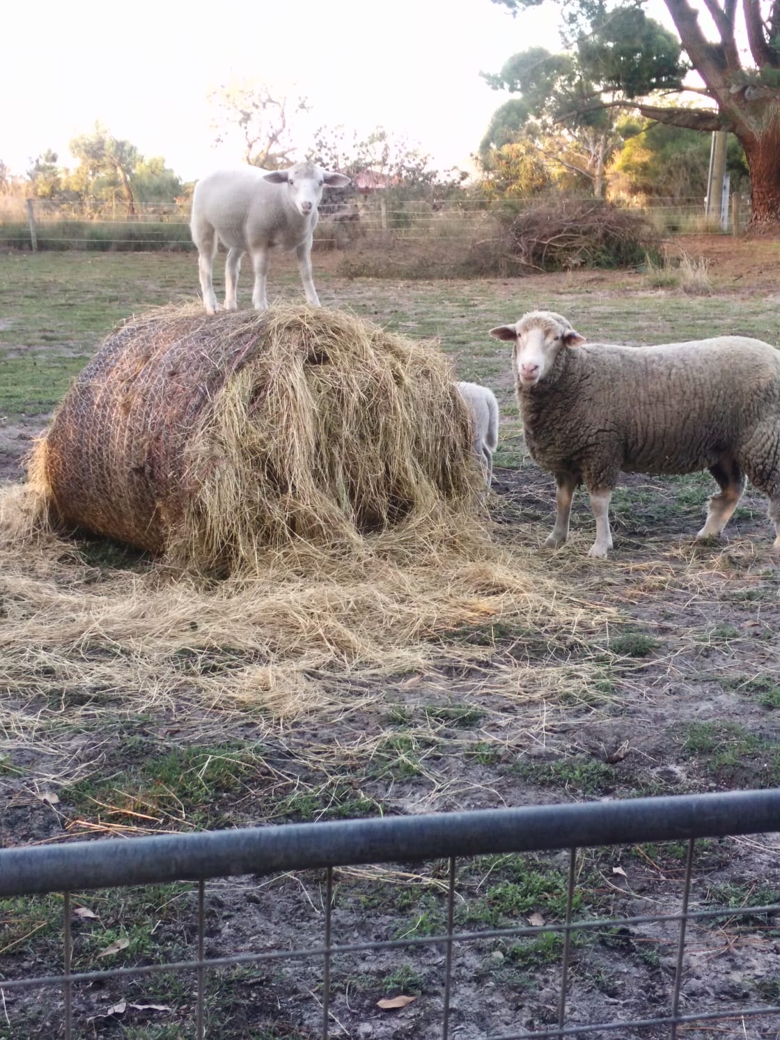 Our pet sheep Kalgan and friends.