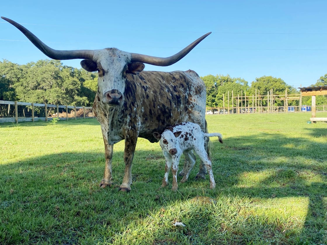 Momma Longhorn and Her Little Girl Posing for a Picture in one of our Pastures at Wilderness Shores! This Momma's Horns measure over 70" for Tip to Tip!