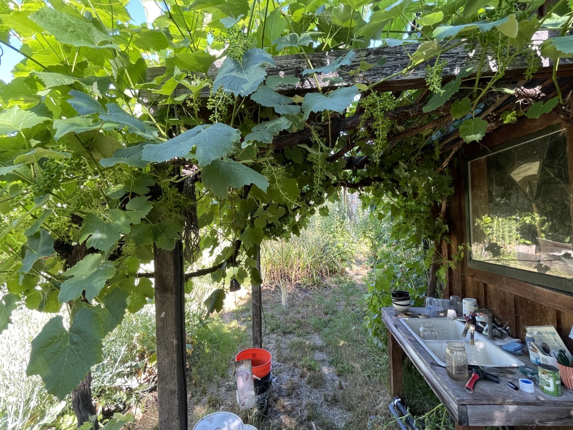 My gardens: Grapes galore ..